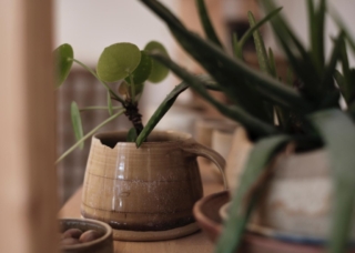 Pflanzen in Tassen Topfpflanzen